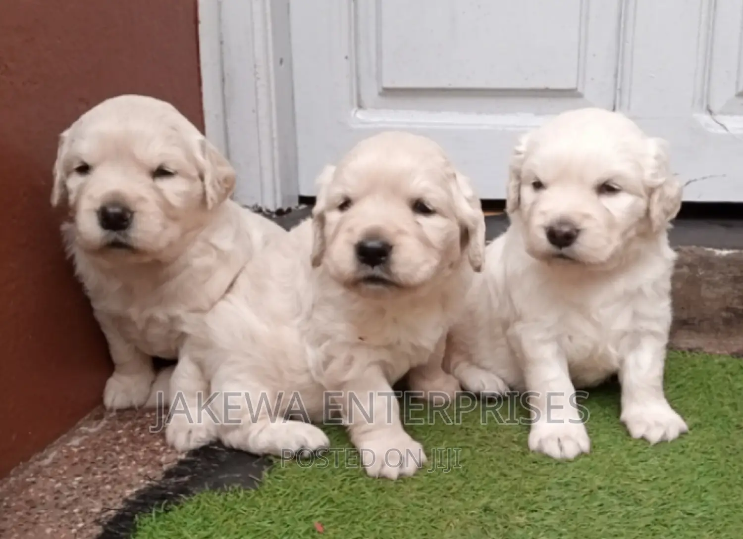 1-3 months Female Purebred Golden Retriever