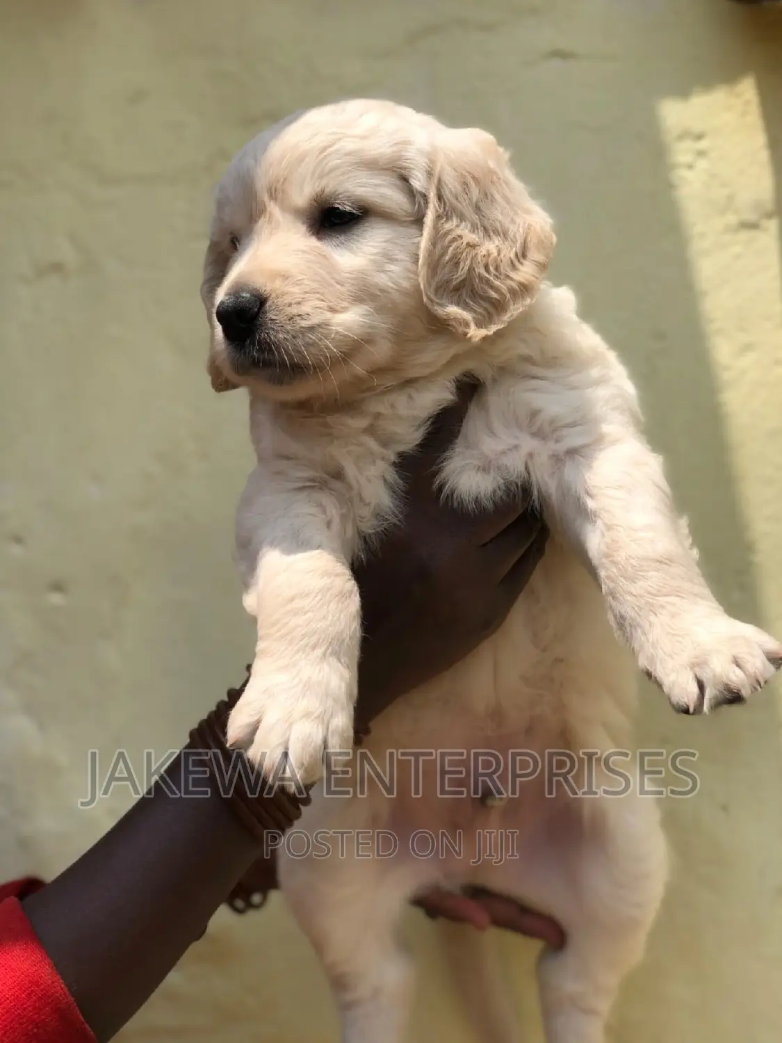 1-3 months Male Purebred Golden Retriever