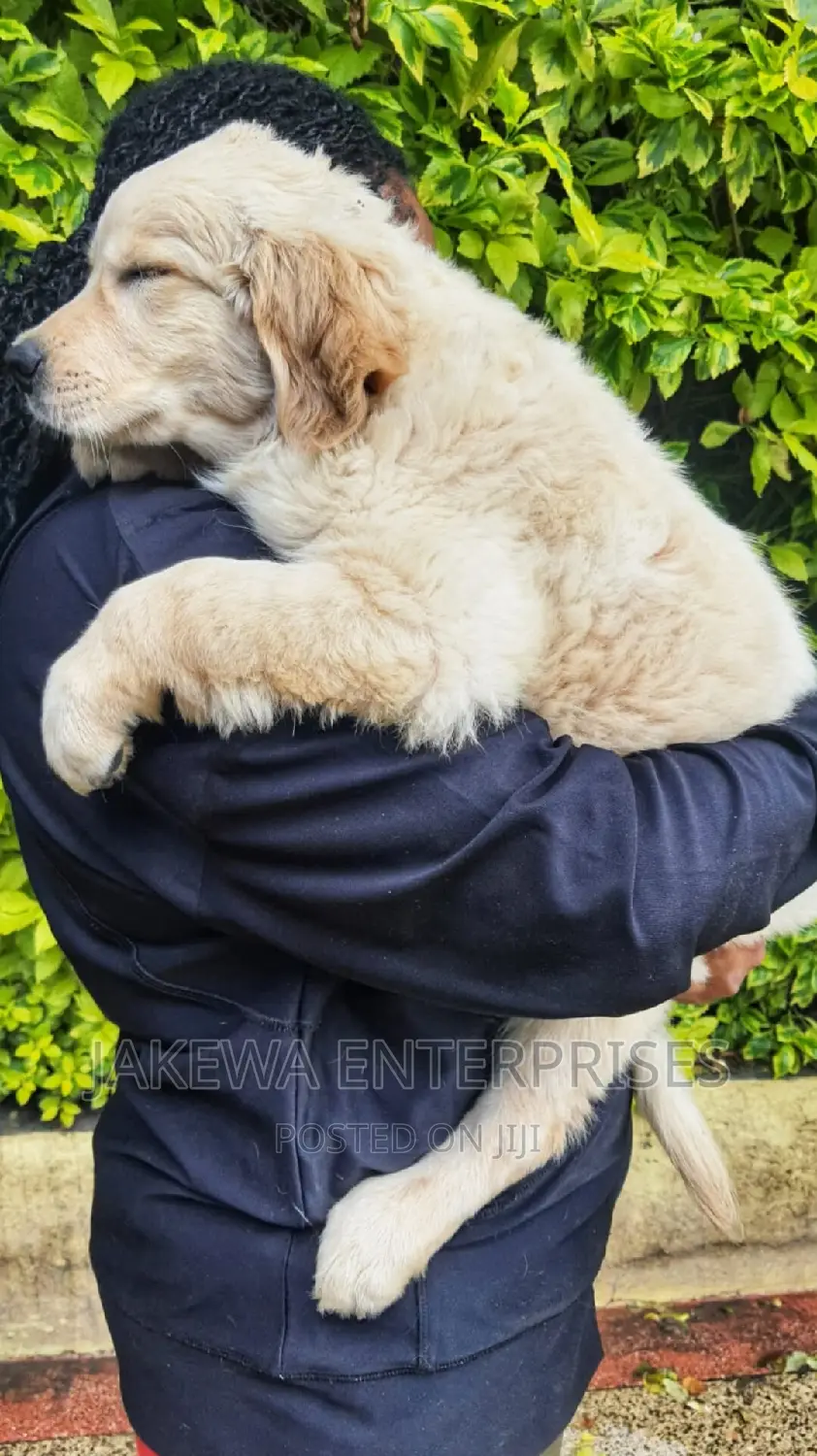 1-3 months Female Purebred Golden Retriever