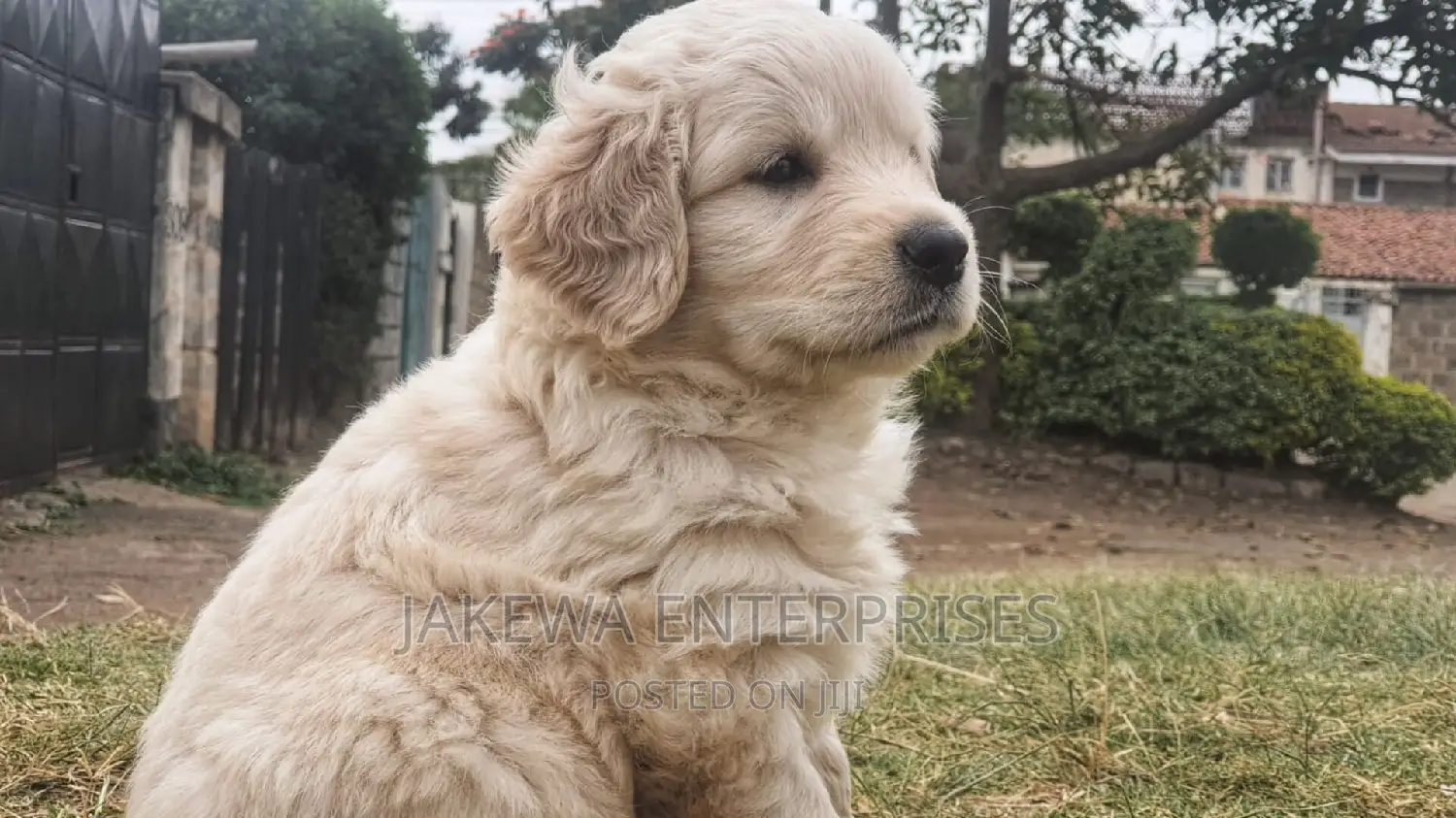 1-3 months Female Purebred Golden Retriever
