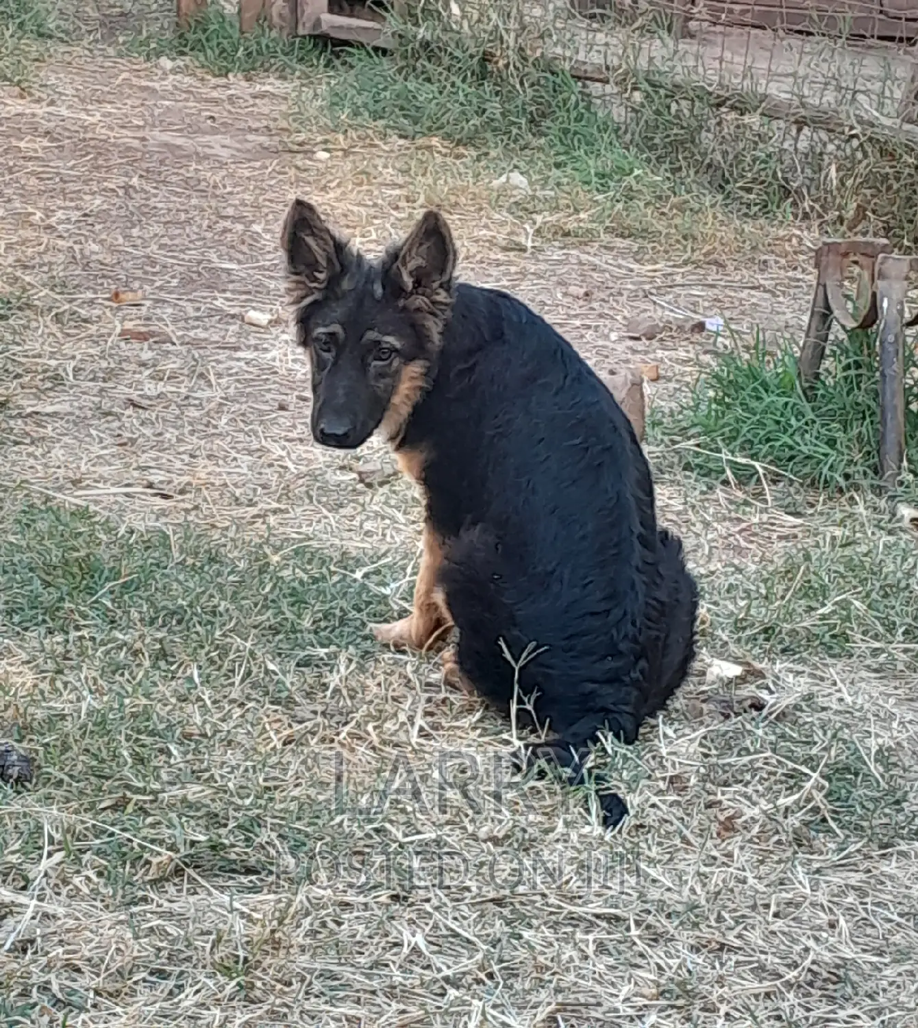 1-3 months Female Purebred German Shepherd