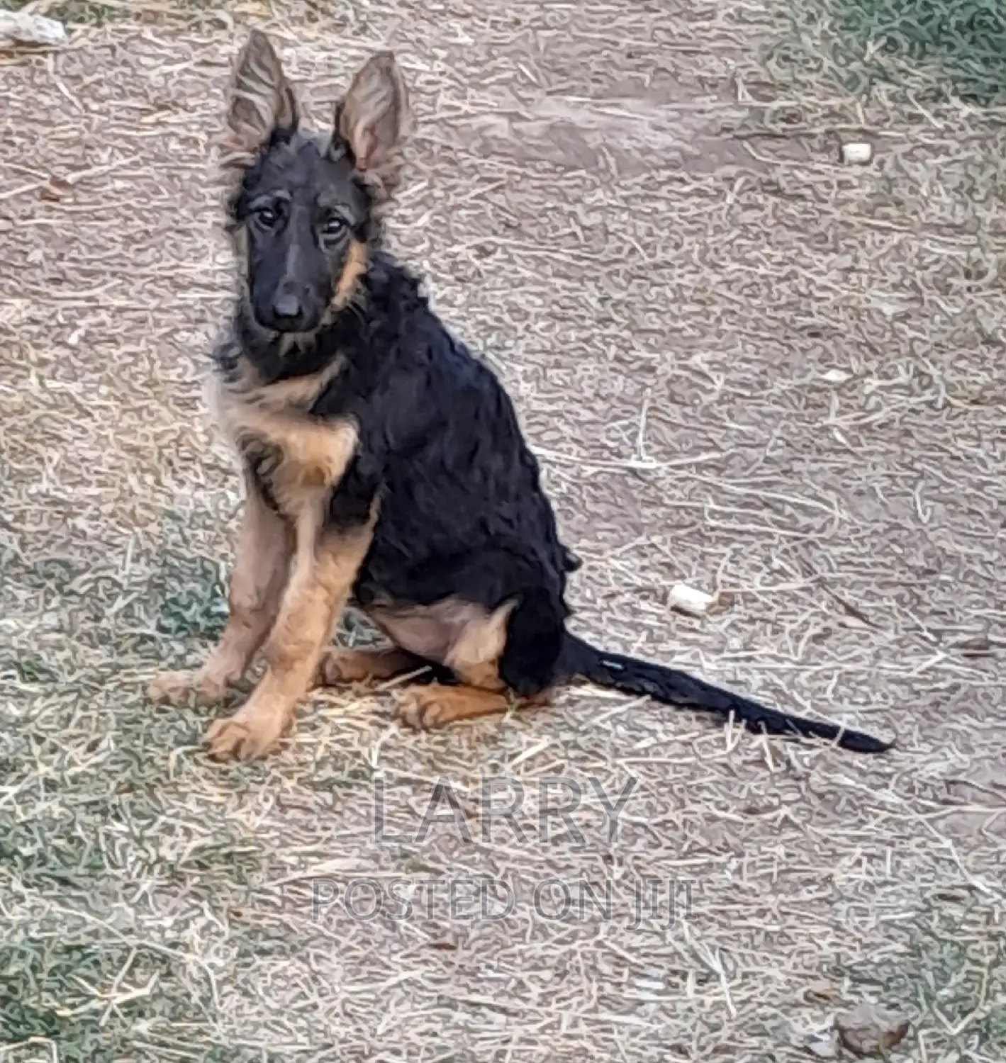 1-3 months Female Purebred German Shepherd