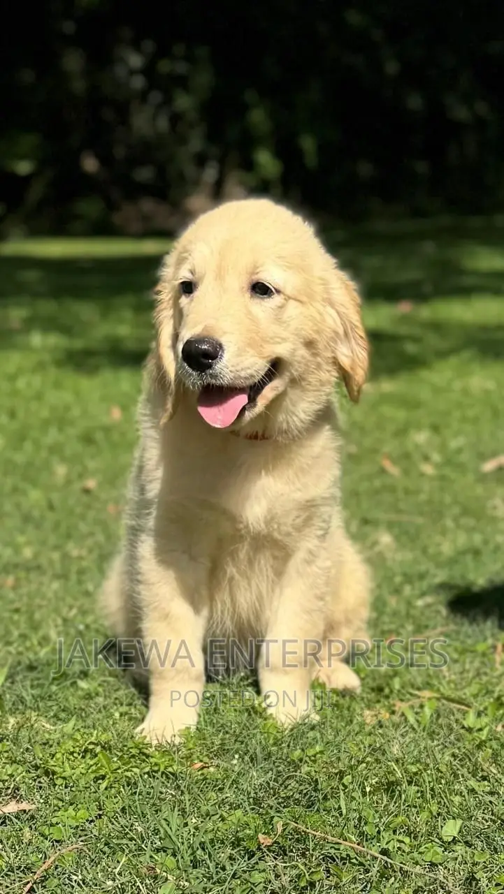 1-3 months Male Purebred Golden Retriever