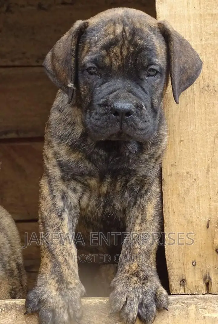 1-3 months Male Purebred Boerboel