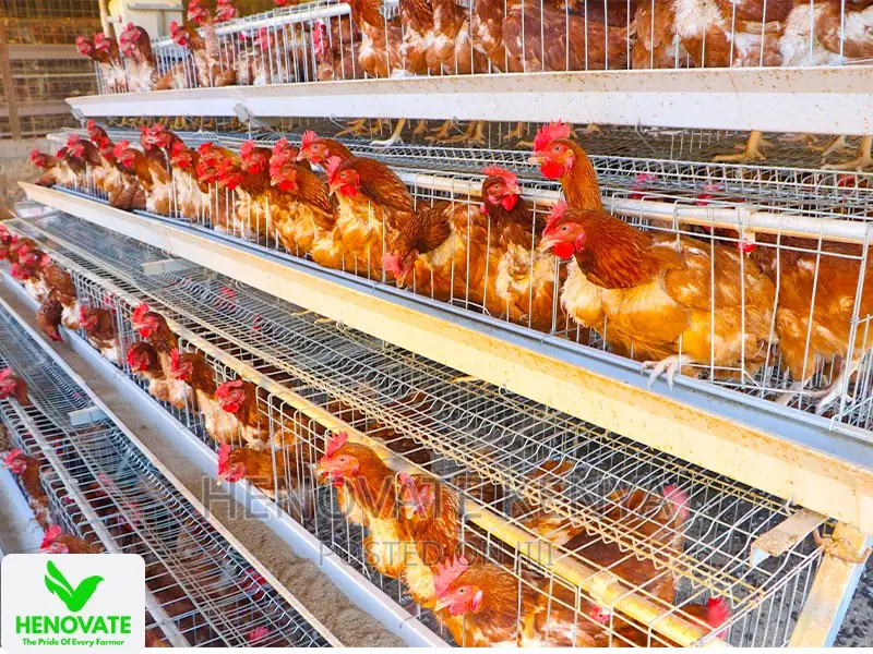 4floor Available(Chicken Layer Cage)Ruiru