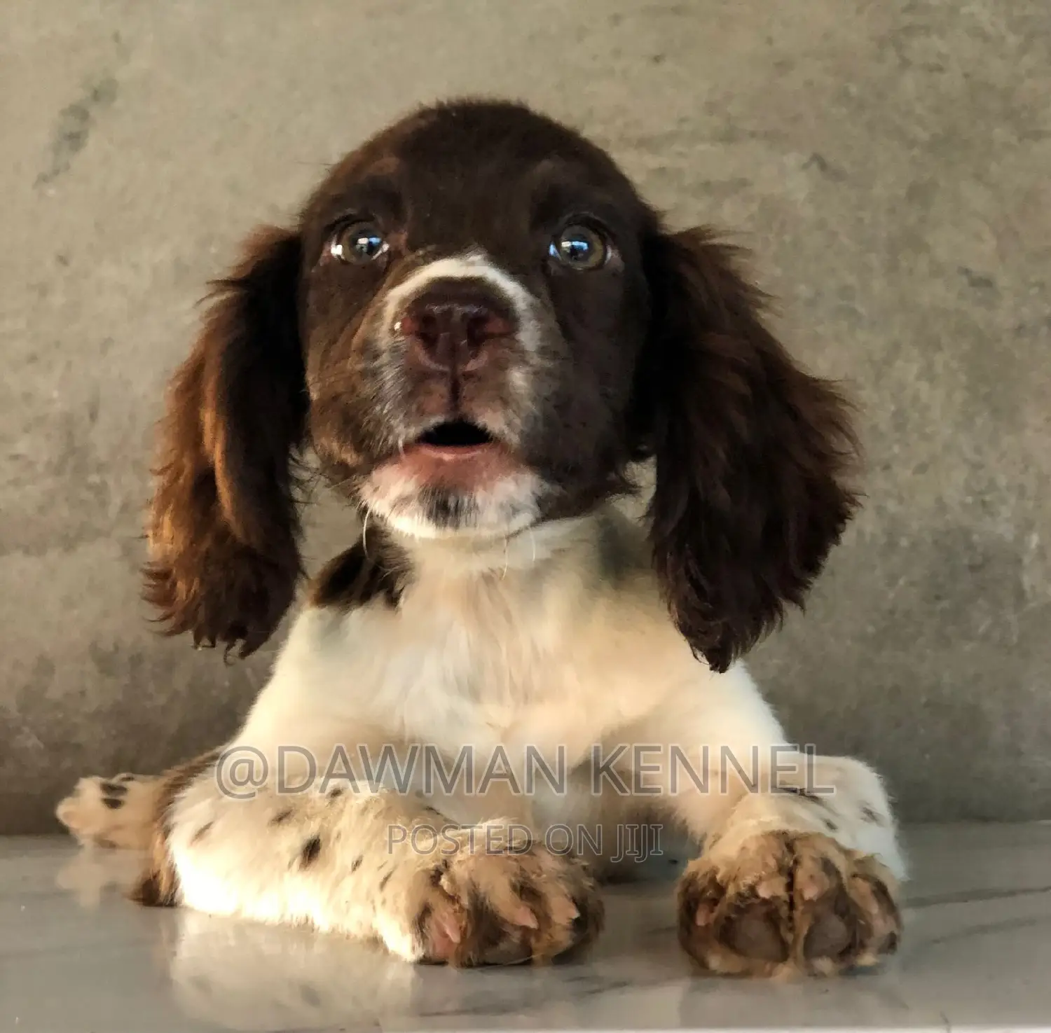 1-3 months Female Purebred English Springer Spaniel