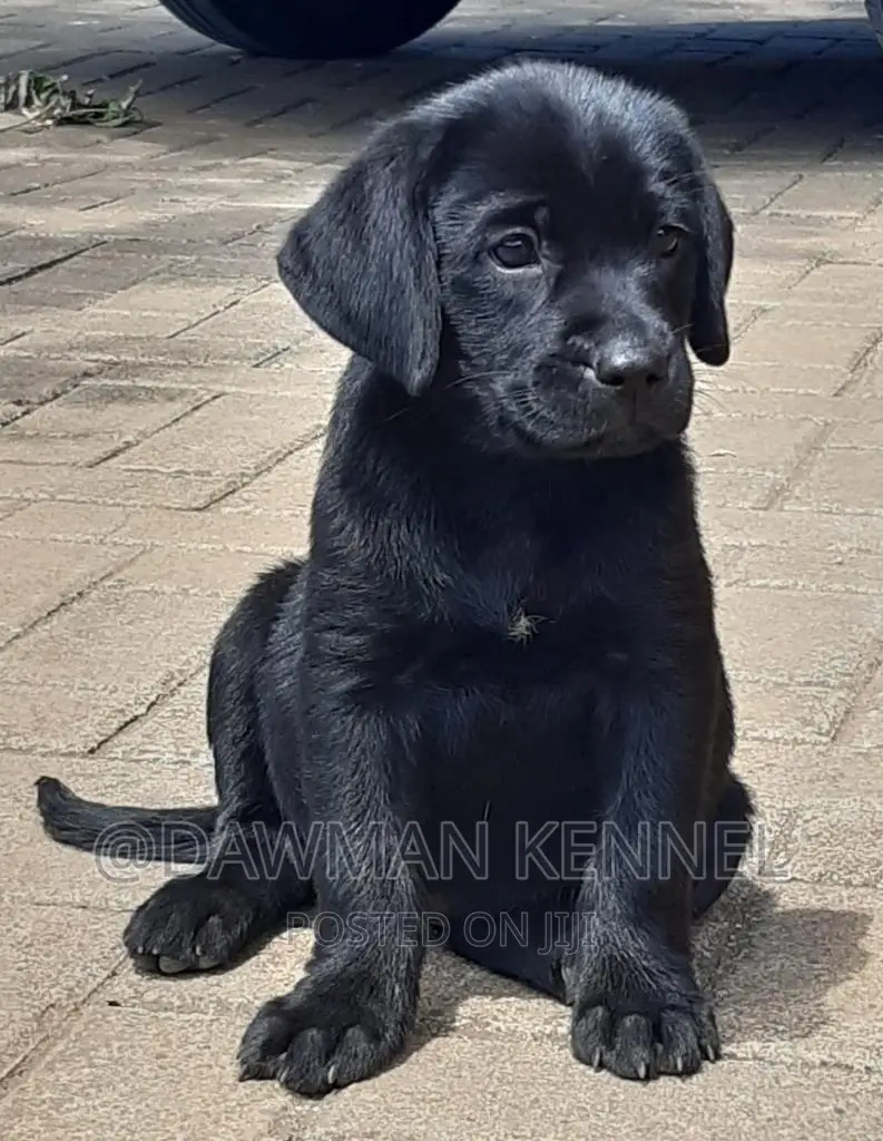 1-3 months Male Purebred Labrador Retriever