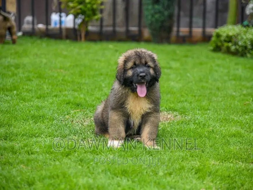 1-3 months Female Purebred Caucasian Shepherd