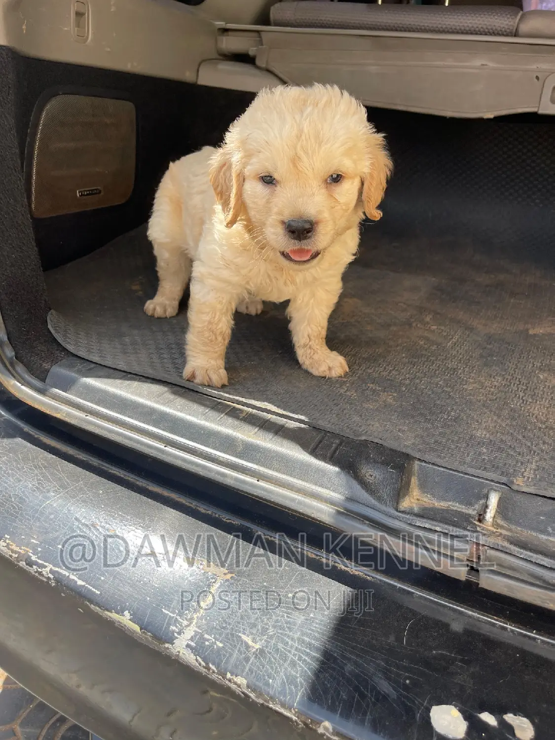 1-3 months Female Purebred Golden Retriever