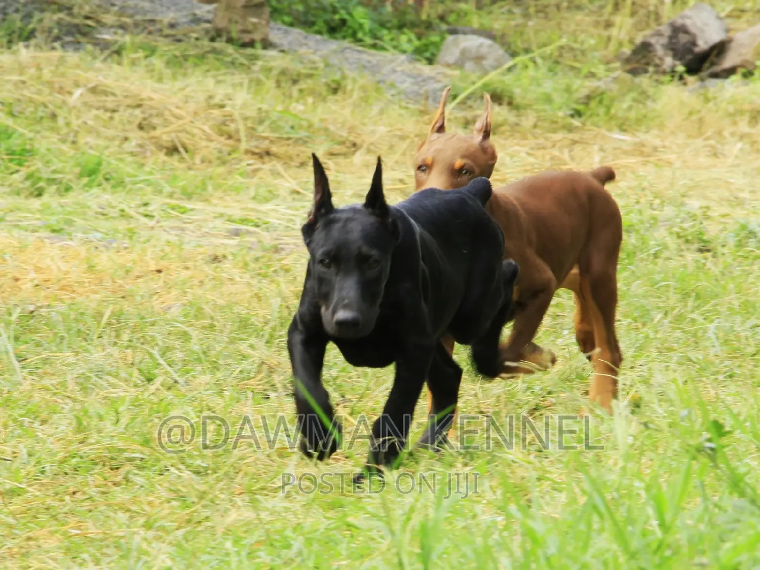 1-3 months Male Purebred Doberman Pinscher