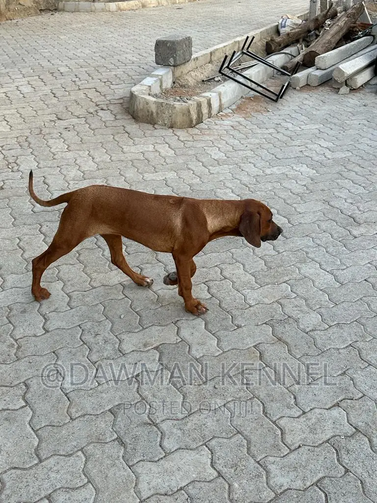 6-12 months Female Purebred Rhodesian Ridgeback