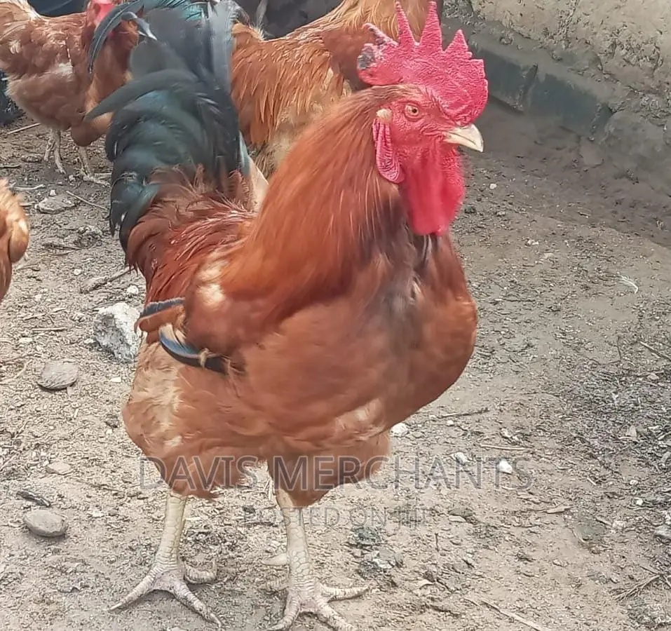 1056 Eggs Incubator Imported Machine