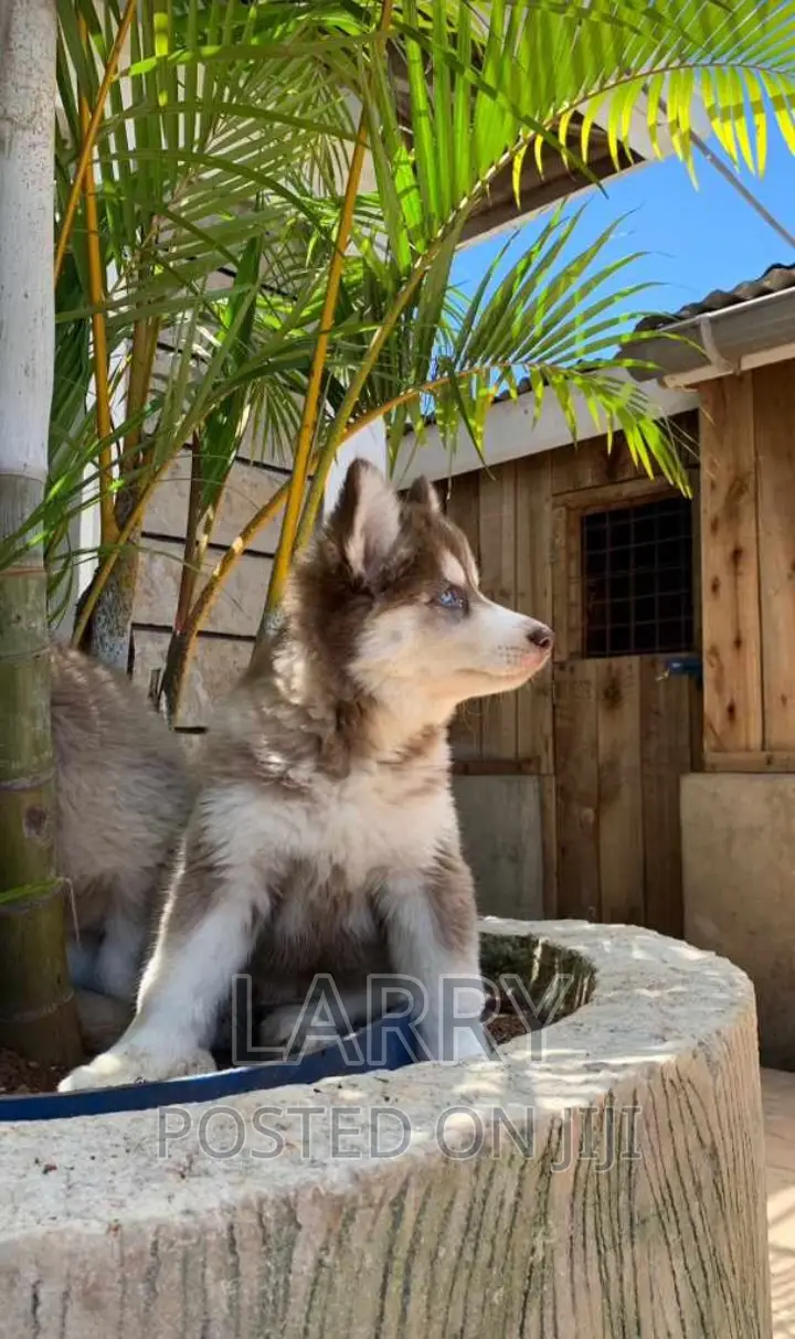 1-3 months Male Purebred Siberian Husky