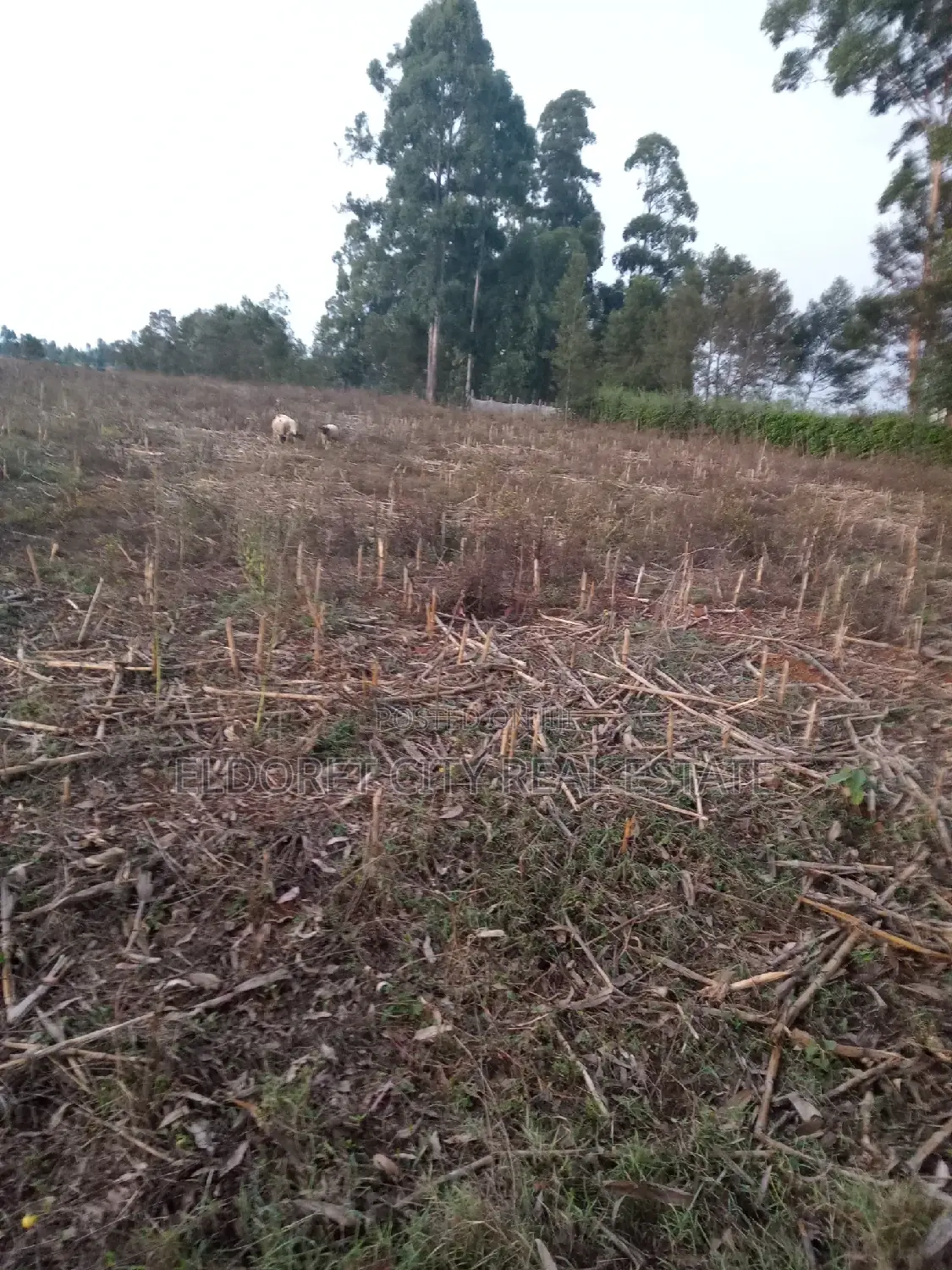 5 Acres Merewet With Title of Five.