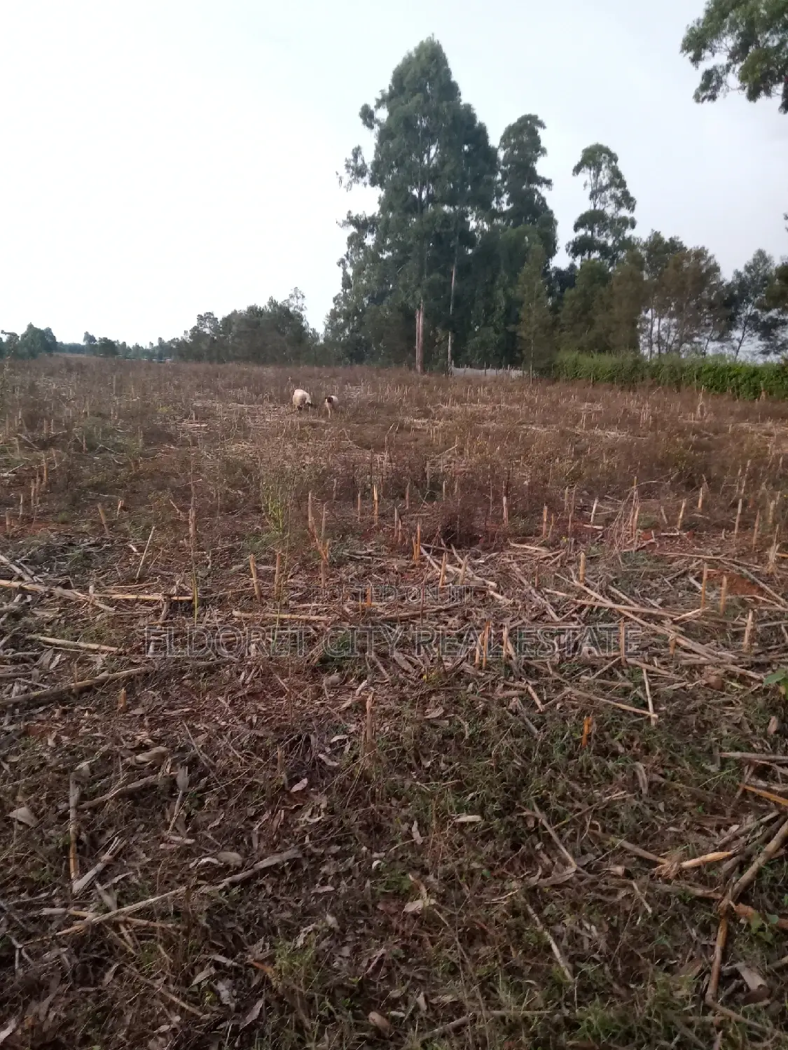 5 Acres Merewet With Title of Five.