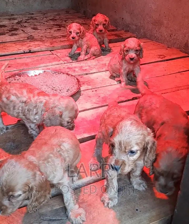 1-3 months Female Purebred Cocker Spaniel