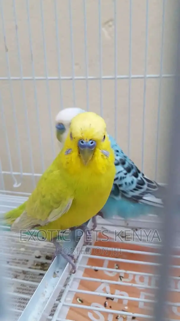Breeding Male Budgies