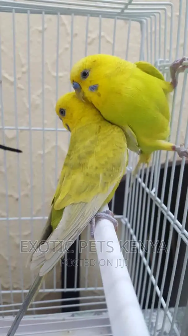 Breeding Male Budgies