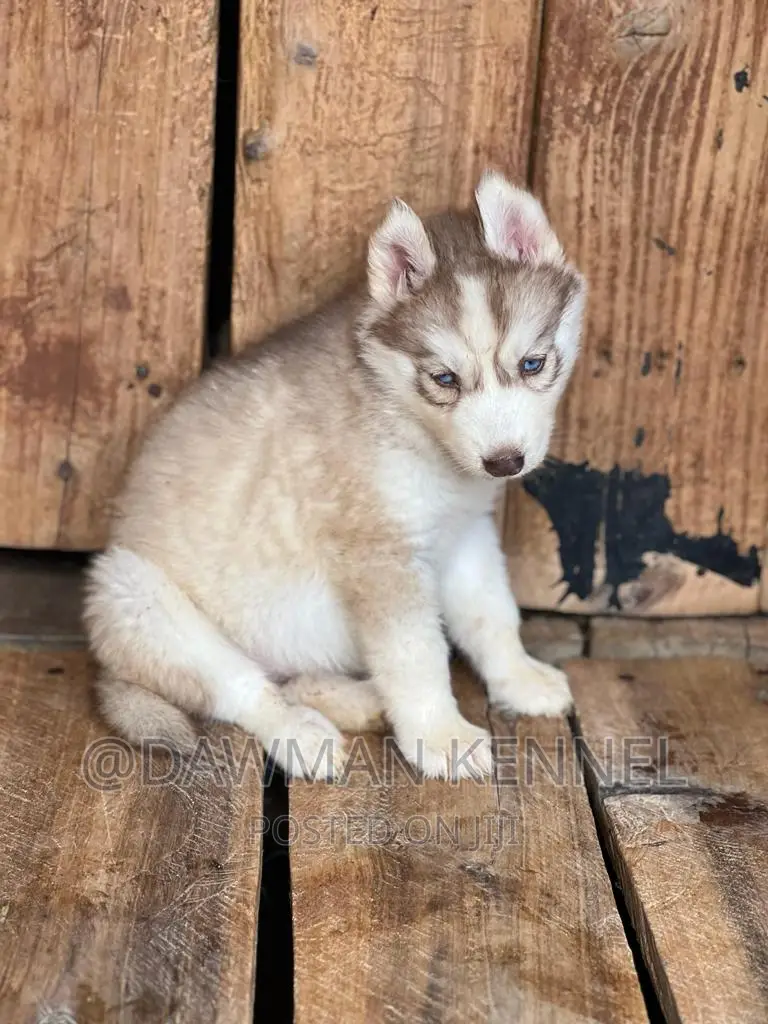 1-3 months Male Purebred Siberian Husky