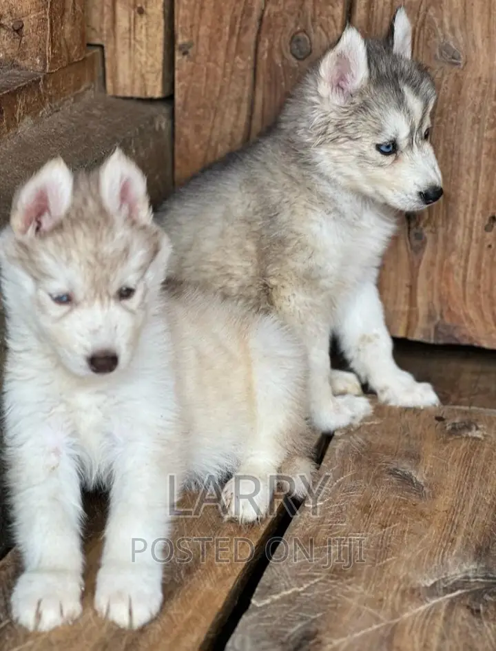 1-3 months Female Purebred Siberian Husky
