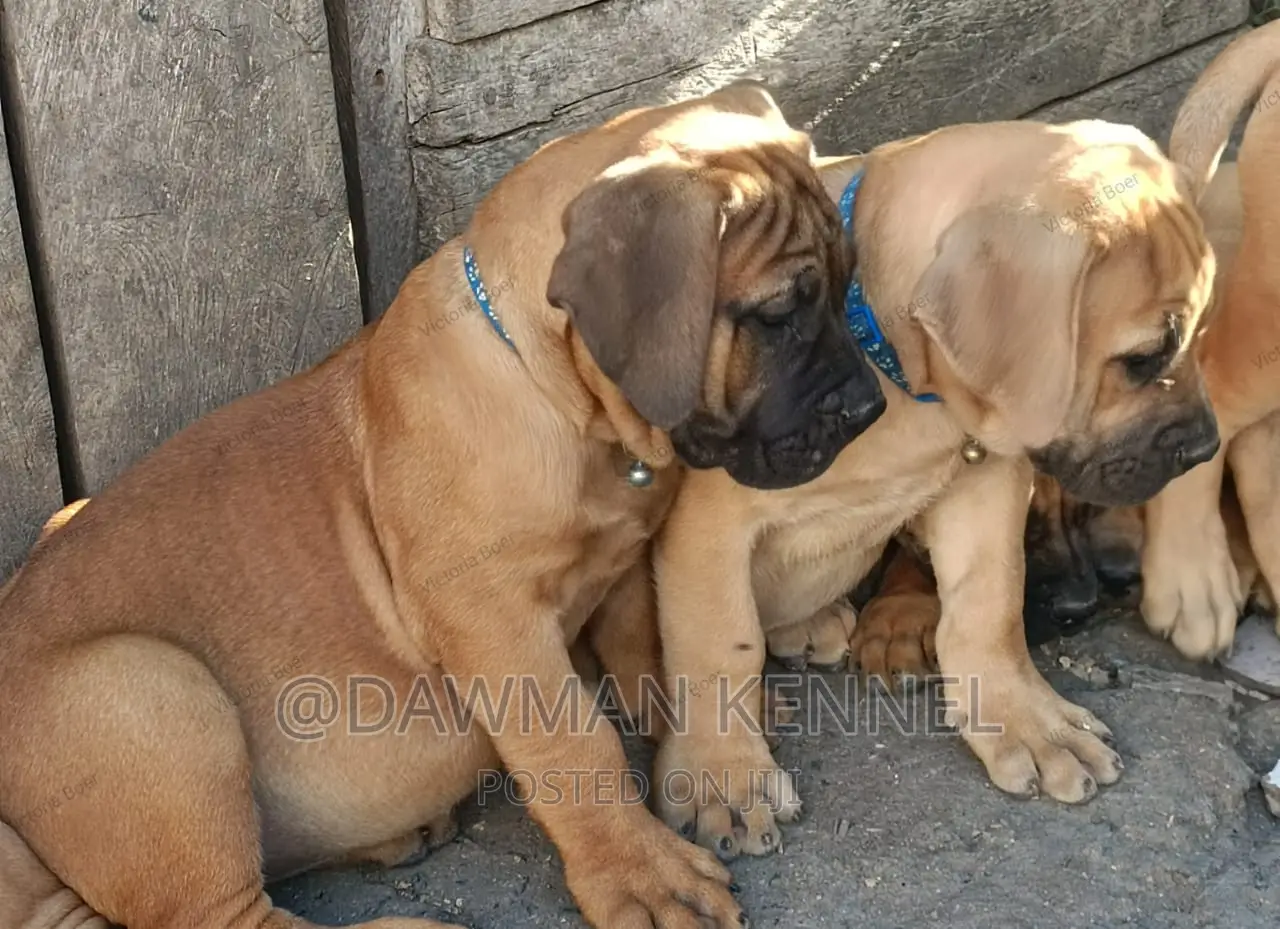 1-3 months Female Purebred Boerboel