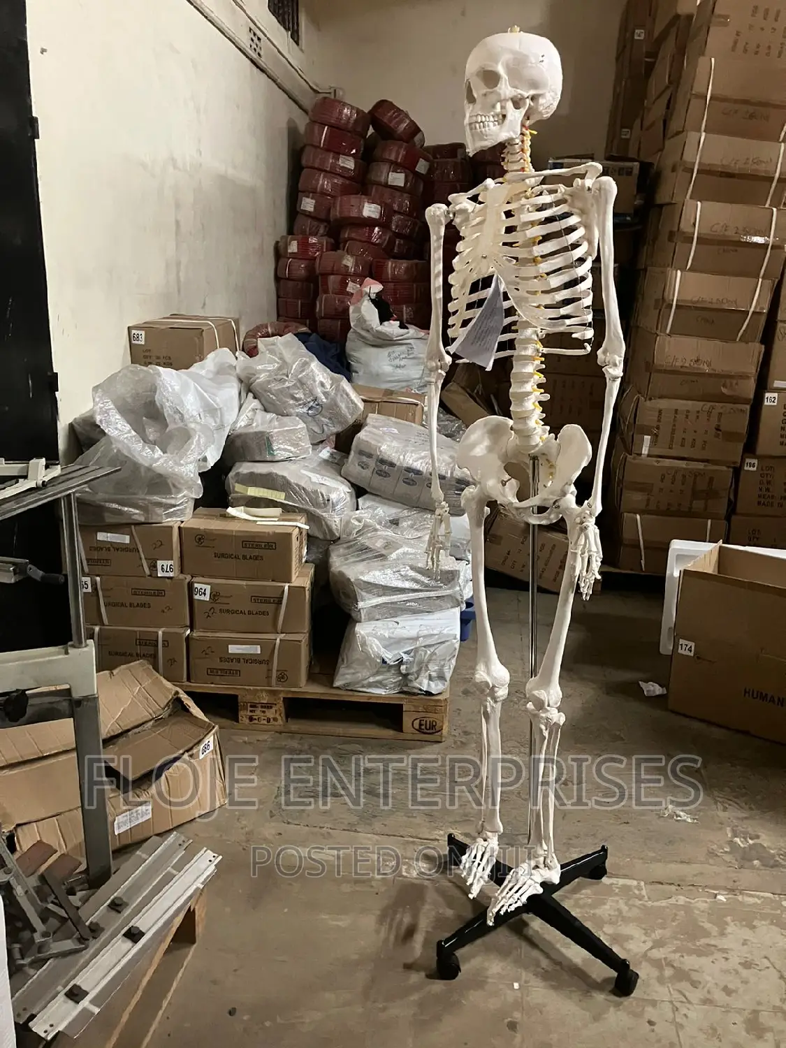 Human Skeleton With Stand Full Size 170cm China