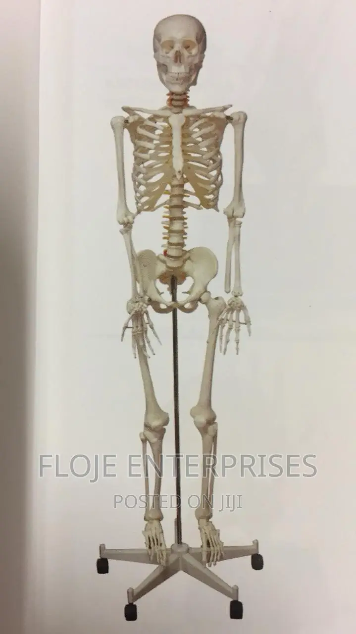 Human Skeleton With Stand Full Size 170cm China