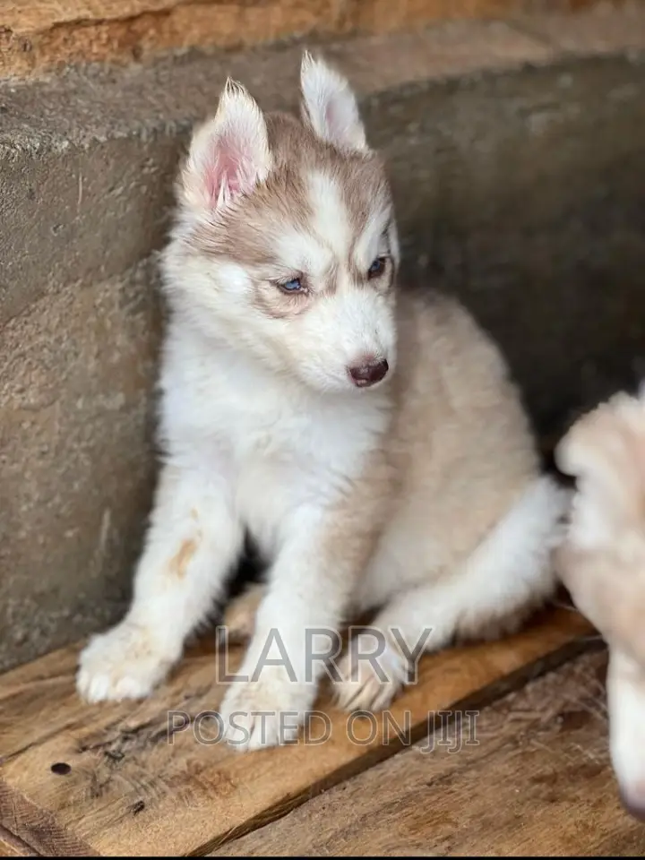 1-3 months Female Purebred Siberian Husky