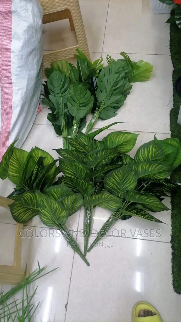 Plants Home Outdoor and Indoor Decor