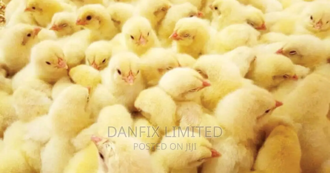 Day Old Chicks in Kiambu