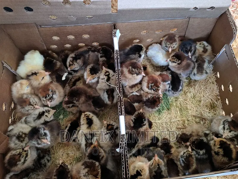 Day Old Chicks in Kiambu