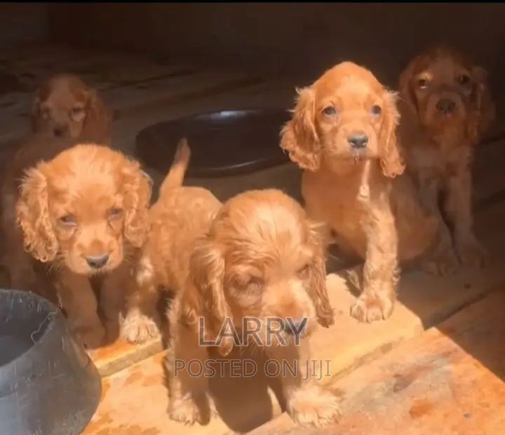 1-3 months Female Purebred Cocker Spaniel