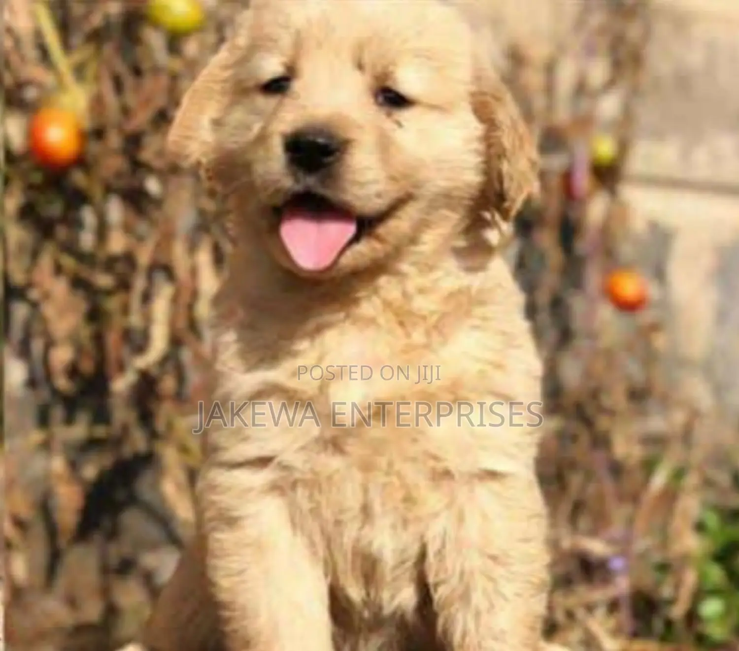 1-3 months Female Purebred Golden Retriever