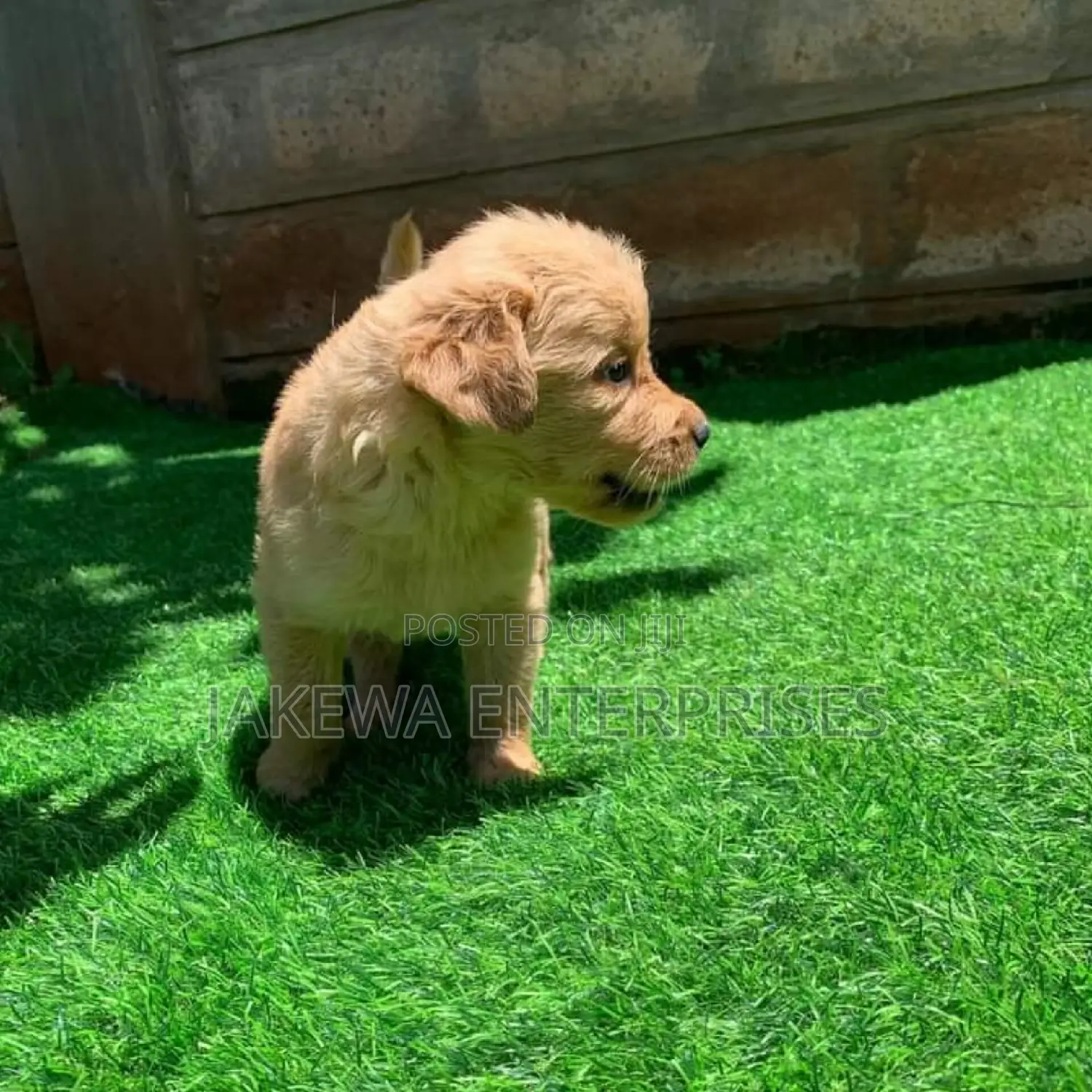 1-3 months Female Purebred Golden Retriever