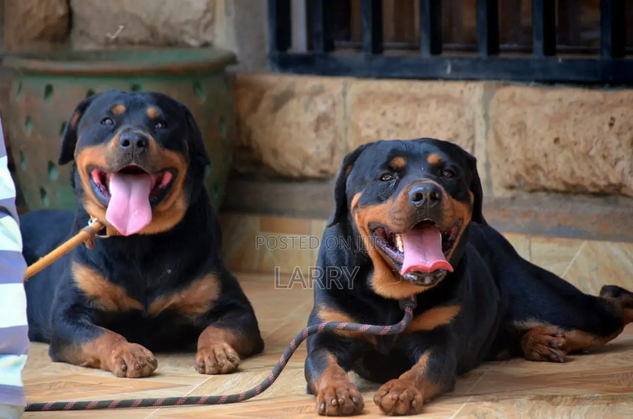 1+ year Male Purebred Rottweiler