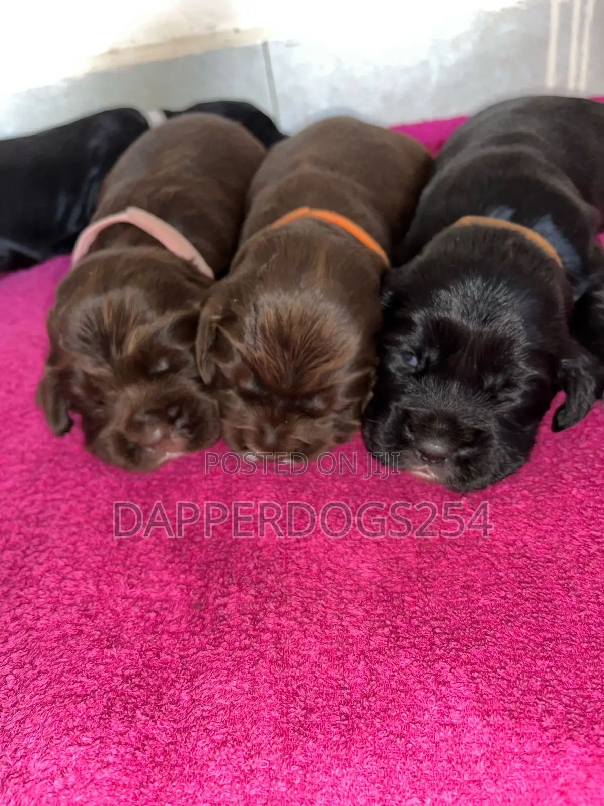 1-3 months Male Purebred Cocker Spaniel