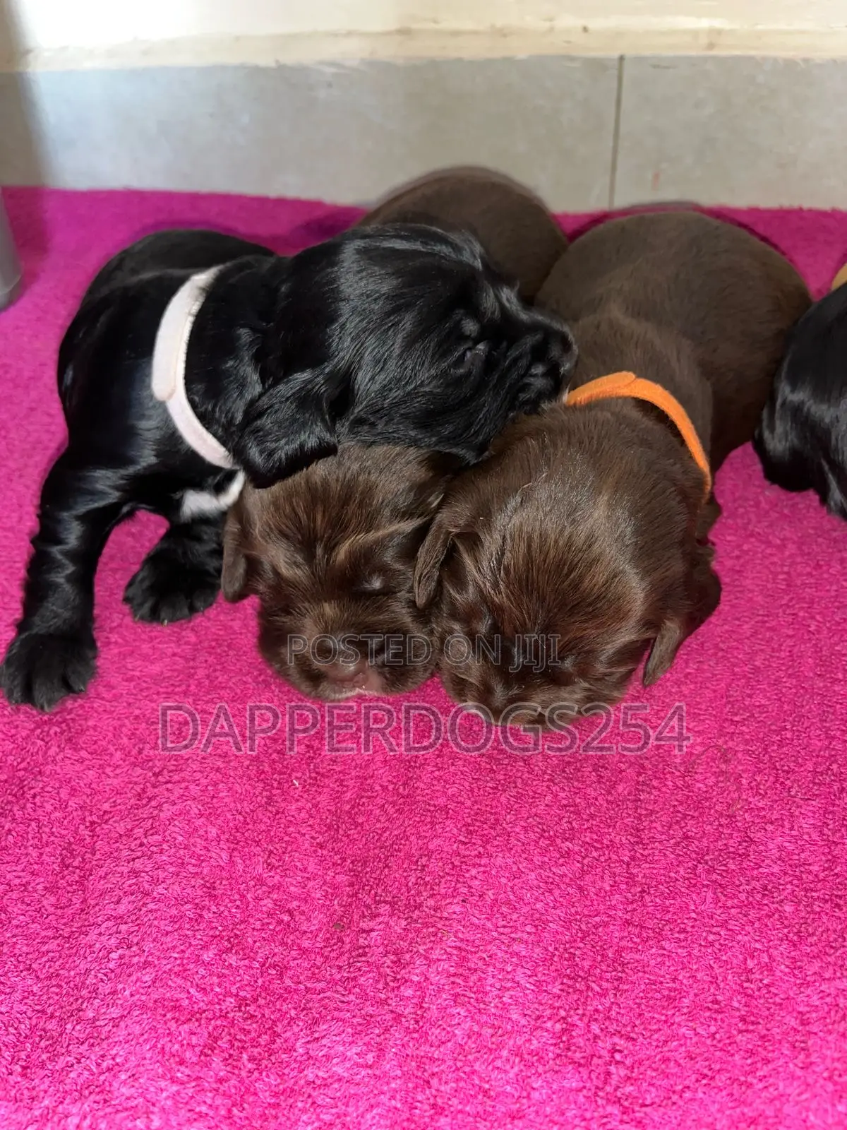 1-3 months Male Purebred Cocker Spaniel