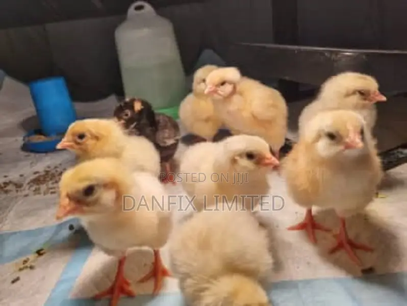A Day Old Chicks 100ksh