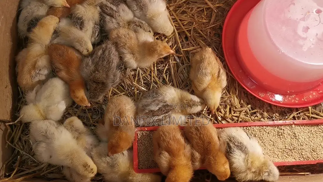 One Week Old Chiks 140ksh