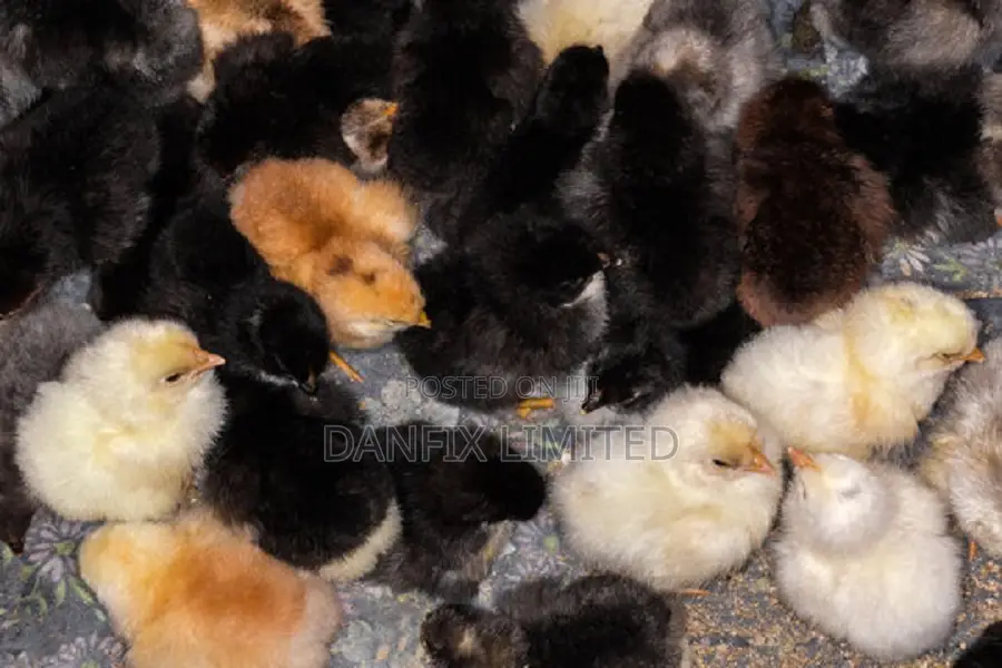 One Week Old Chicks in Ruiru 140ksh