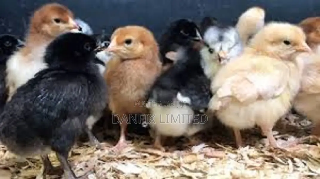 A Day Old Chicks KSH 90