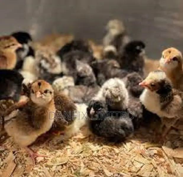 Day Old Chicks (Kali Breed) 100