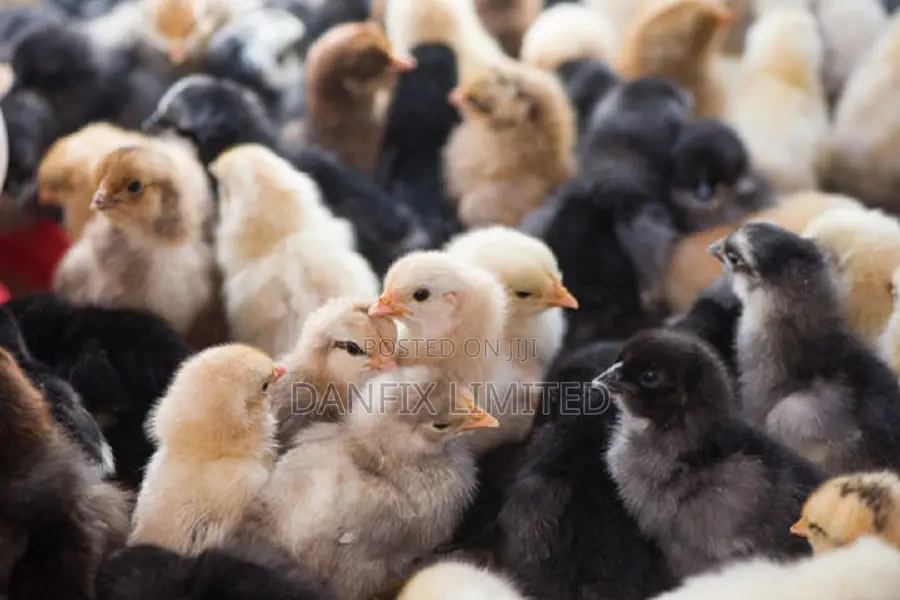 One Day Old Chiks for Sale