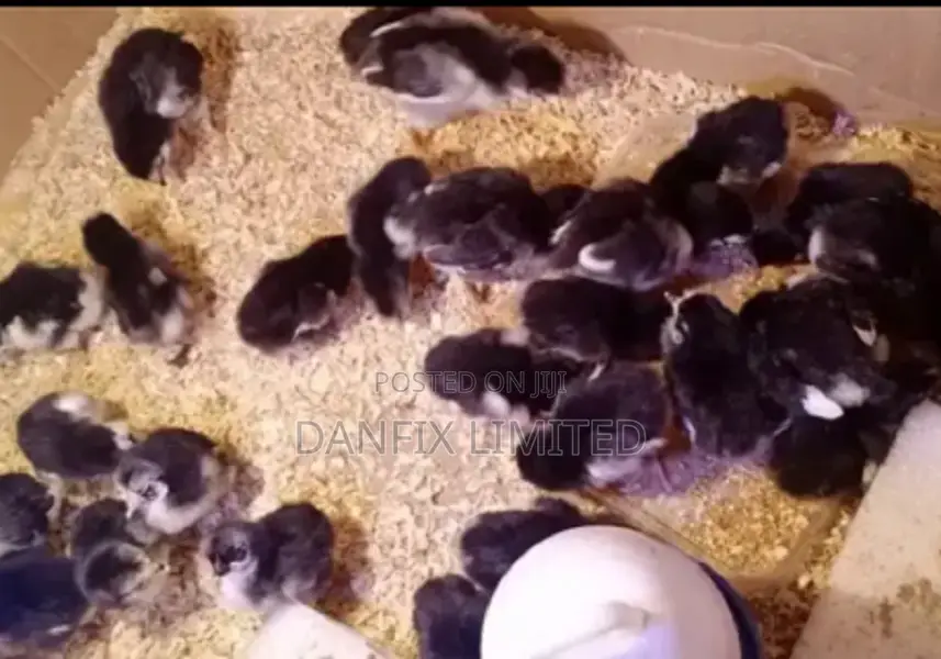 One Day Old Chiks for Sale