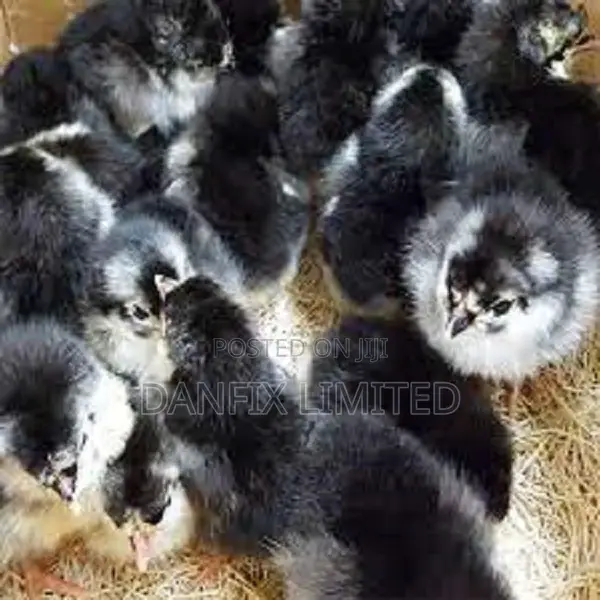 3days Old Chicks
