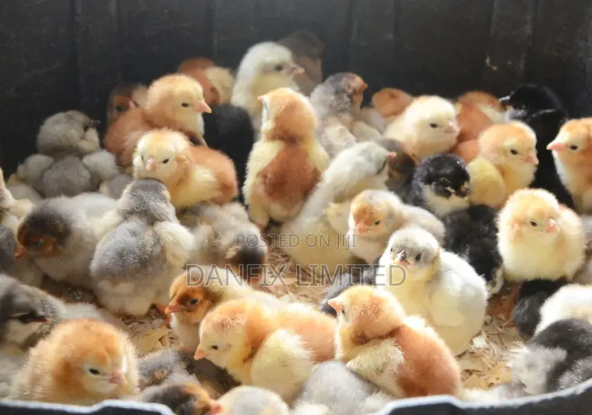 One Day Old Chicks in Naivasha KSH 100