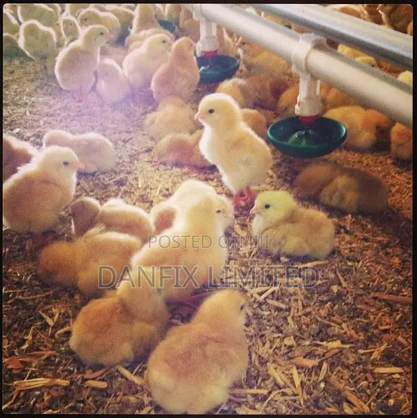 Day Old Chick for Sale Near You