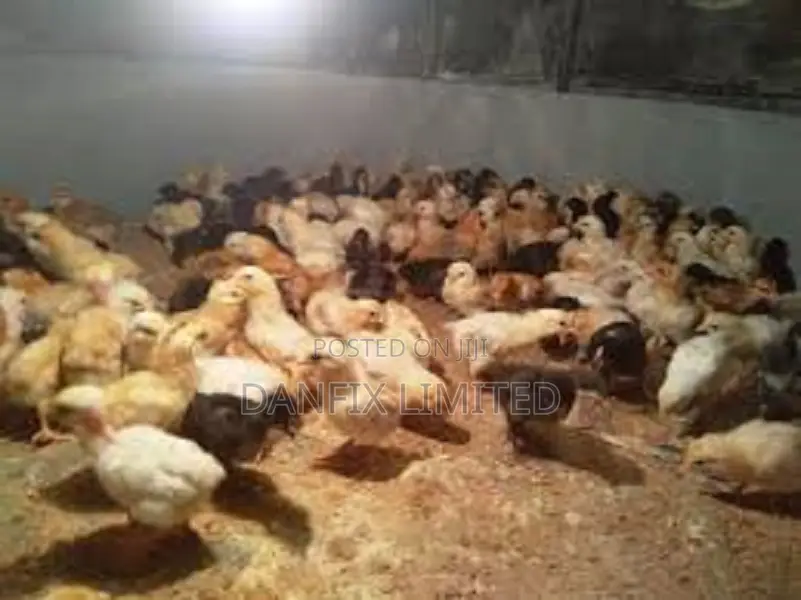 One Week Old Chicks for Sale in Kitengela