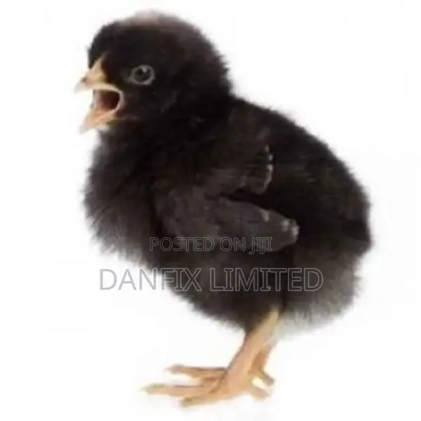 A Day Old Chicks for Sale 90