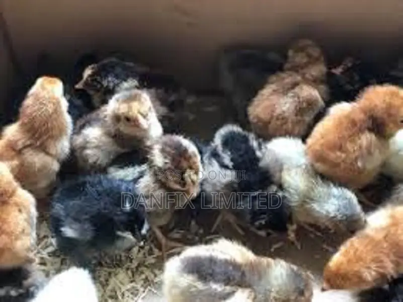 A Day Old Chicks for Sale 90
